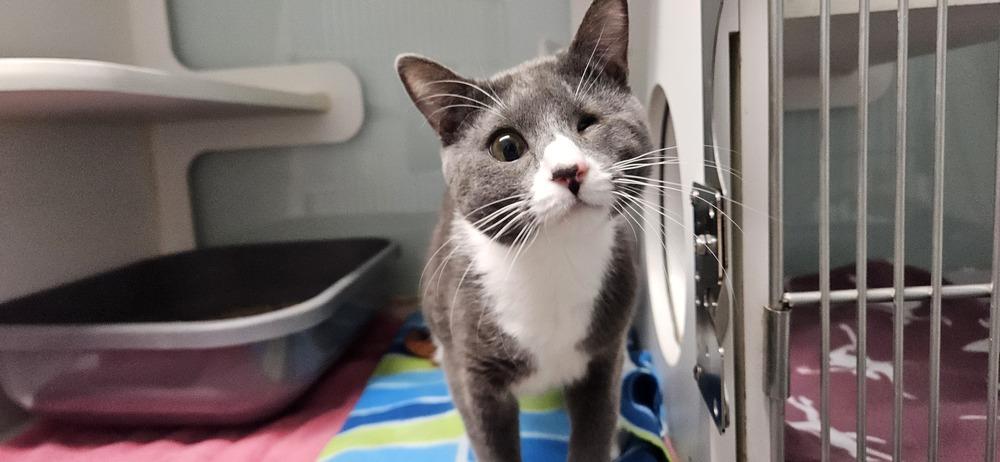 Enlarge Hercules, a Adoptable Domestic Short Hair in Muskegon, MI image 1/2