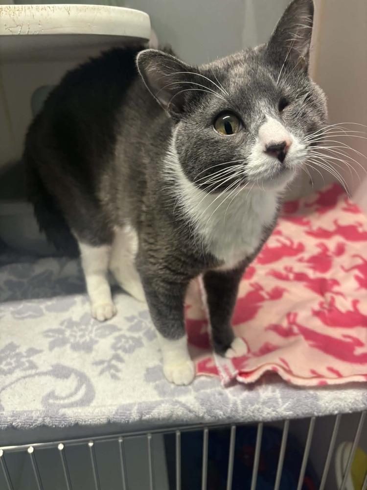 Enlarge Hercules, a Adoptable Domestic Short Hair in Muskegon, MI image 1/1