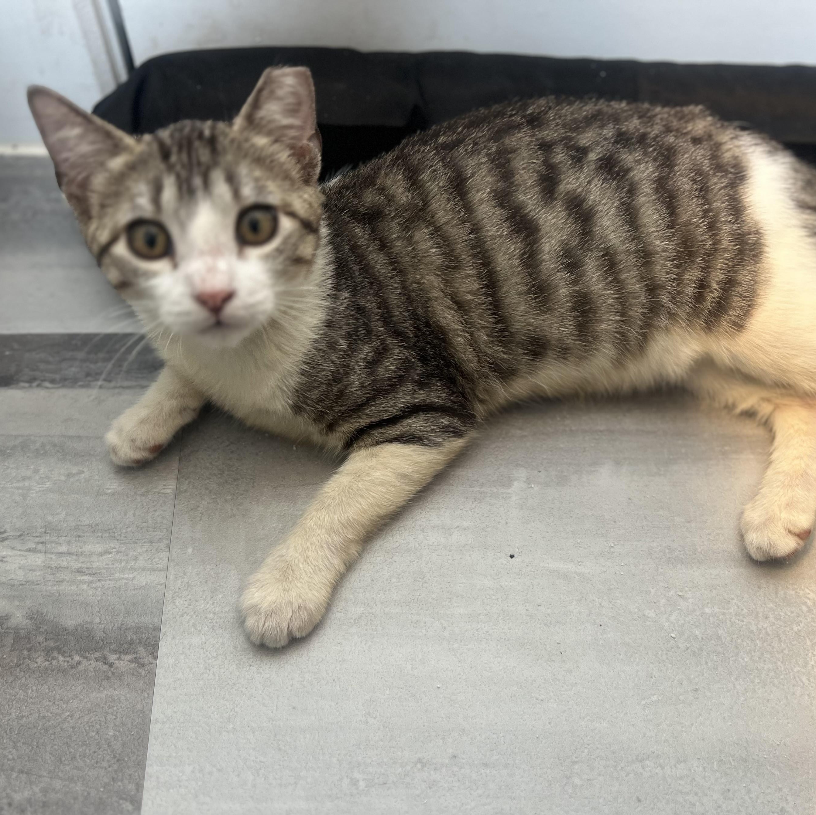 Jake, Adoptable, Kitten Male Domestic Short Hair.