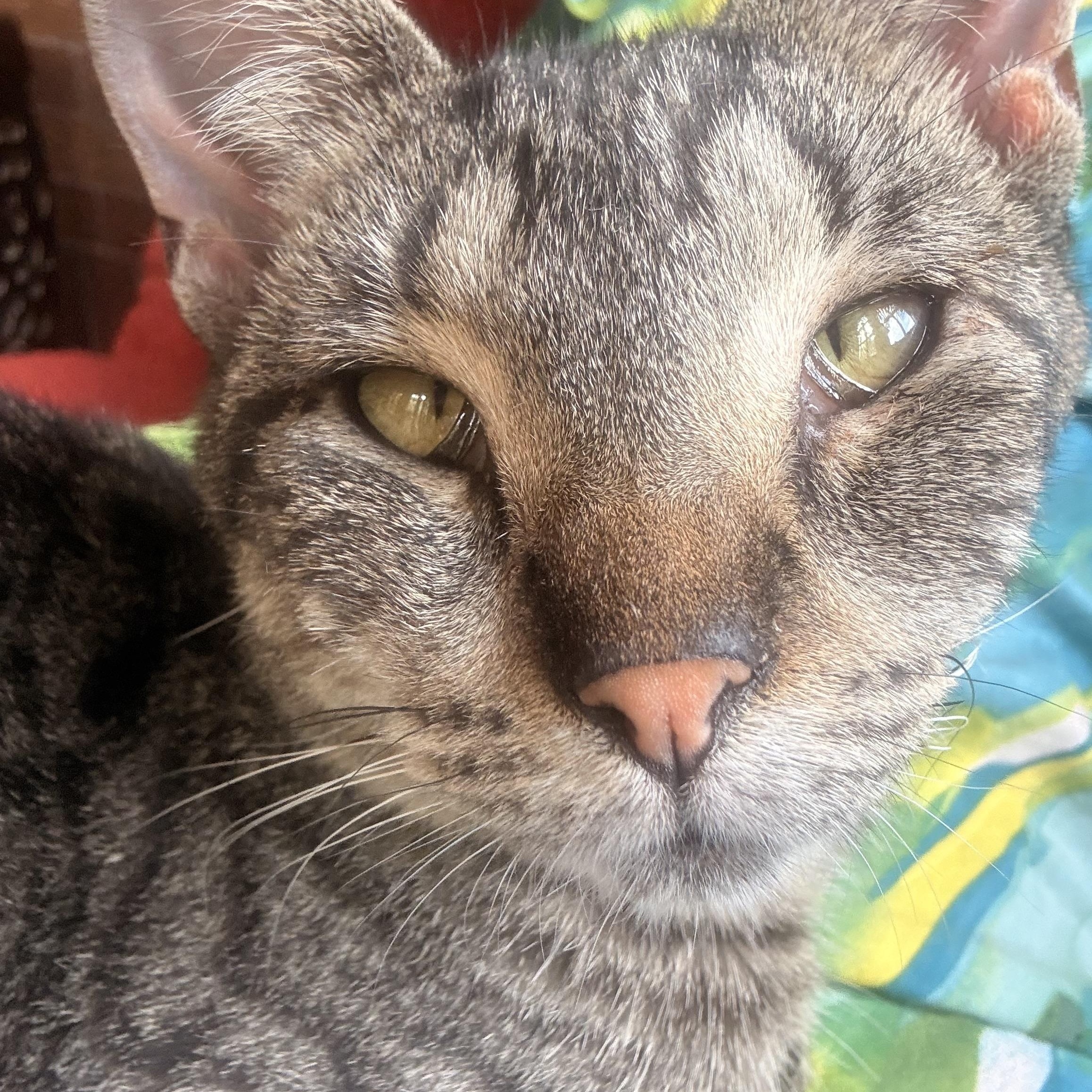 Enlarge Princess, a Adoptable Domestic Short Hair in Milwaukee, WI image 3/6
