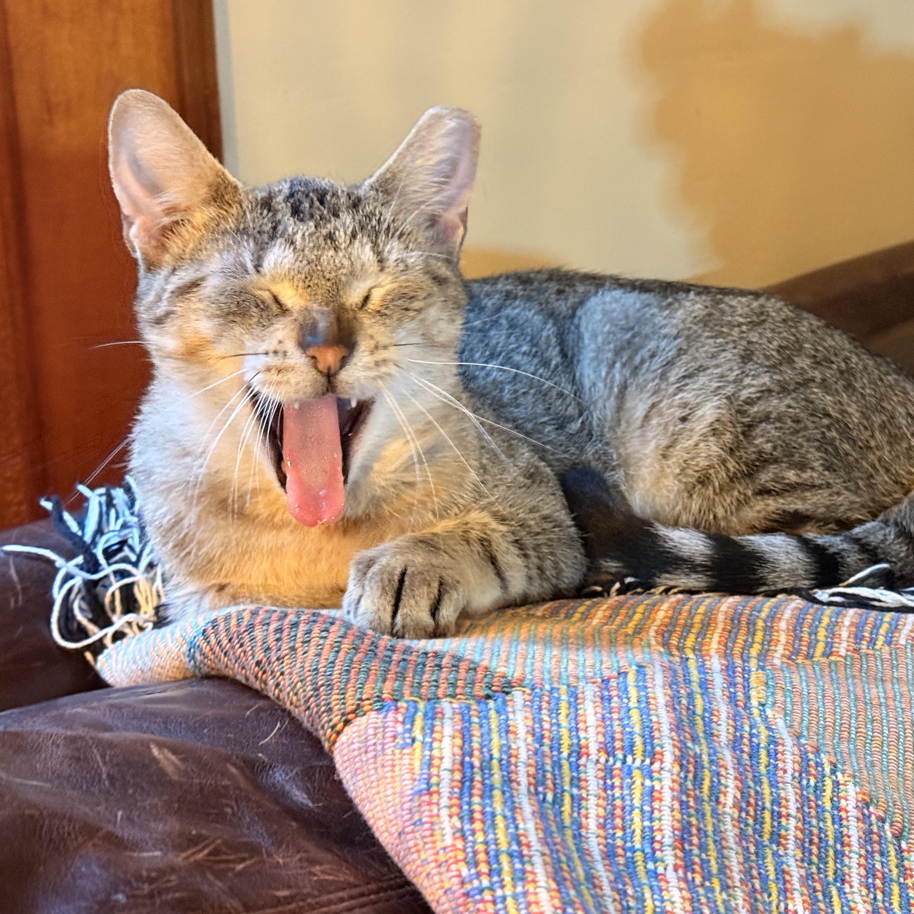 Enlarge Princess, a Adoptable Domestic Short Hair in Milwaukee, WI image 2/6