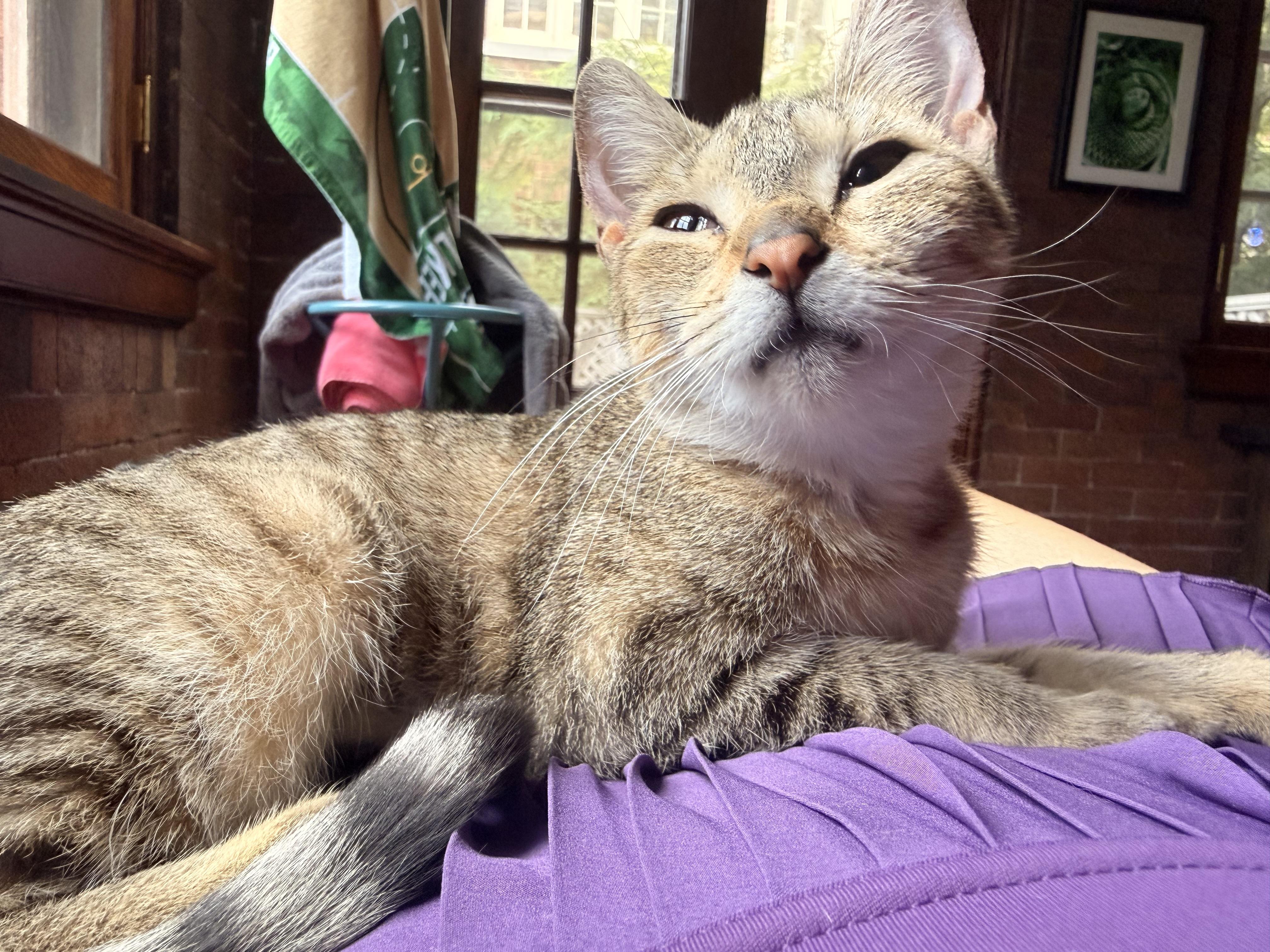 Enlarge Princess, a Adoptable Domestic Short Hair in Milwaukee, WI image 1/6