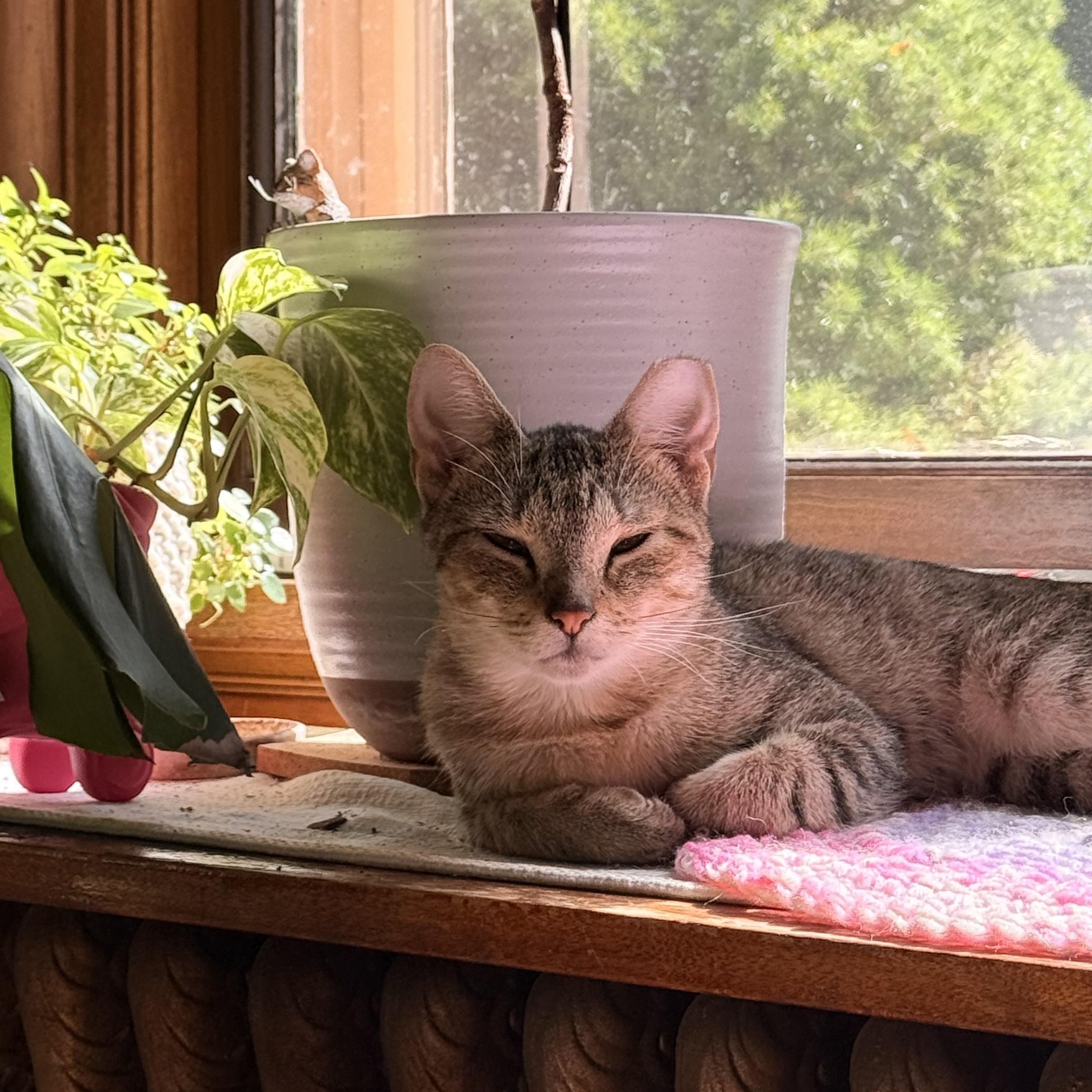 Enlarge Princess, a Adoptable Domestic Short Hair in Milwaukee, WI image 5/6