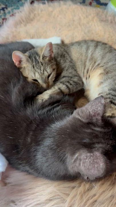 Enlarge Princess, a Adoptable Domestic Short Hair in Milwaukee, WI video 6/6