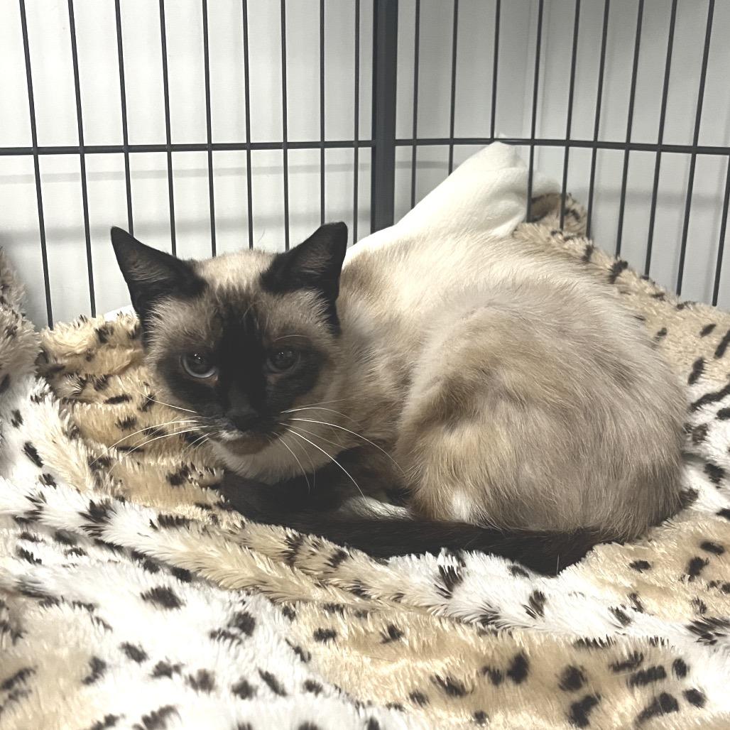 Nala, Adoptable, Adult Female Siamese.