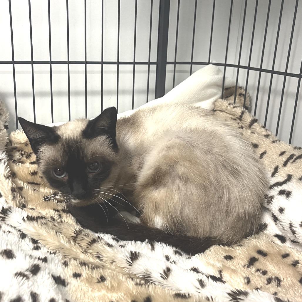 Enlarge Nala, a Adoptable Siamese in East Hampton, NY image 2/2