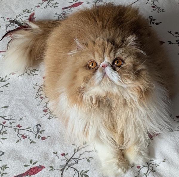 GINGER, an adopted Persian in Mequon, WI image 5/5