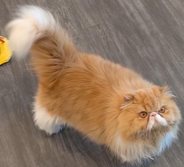 GINGER, an adopted Persian in Mequon, WI image 2/5