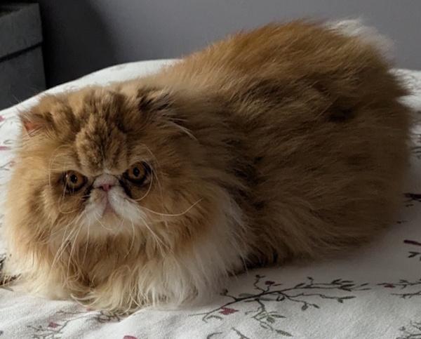 GINGER, an adopted Persian in Mequon, WI image 4/5