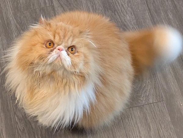 GINGER, adopted, Adult Female Persian.