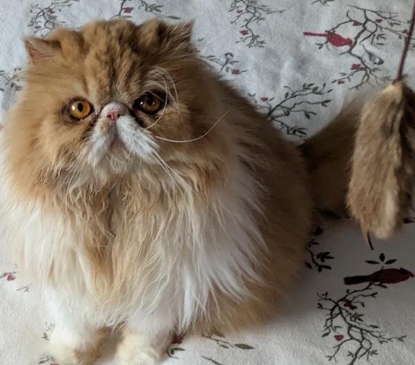 GINGER, an adopted Persian in Mequon, WI image 3/5