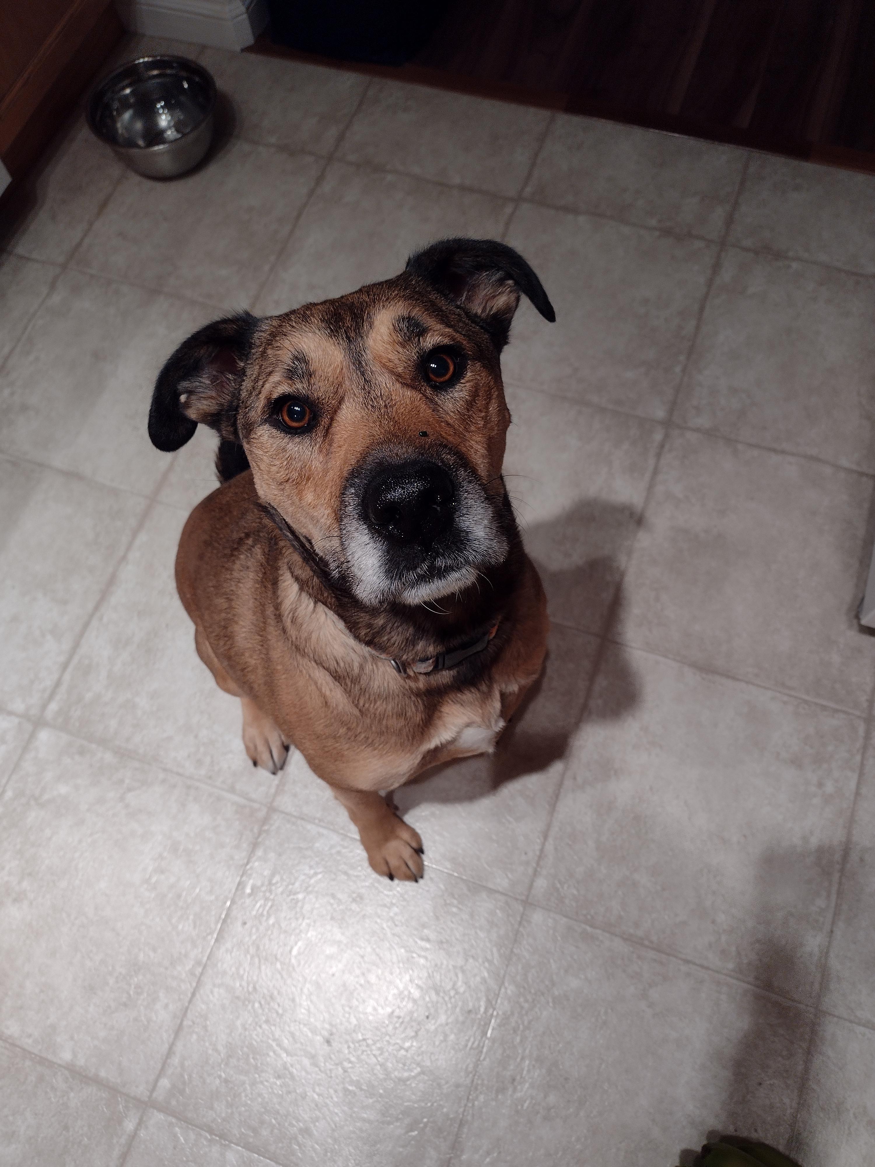 Vee, an adoptable Mixed Breed in Edmonton, AB, T5Y 3N6 | Photo Image 2