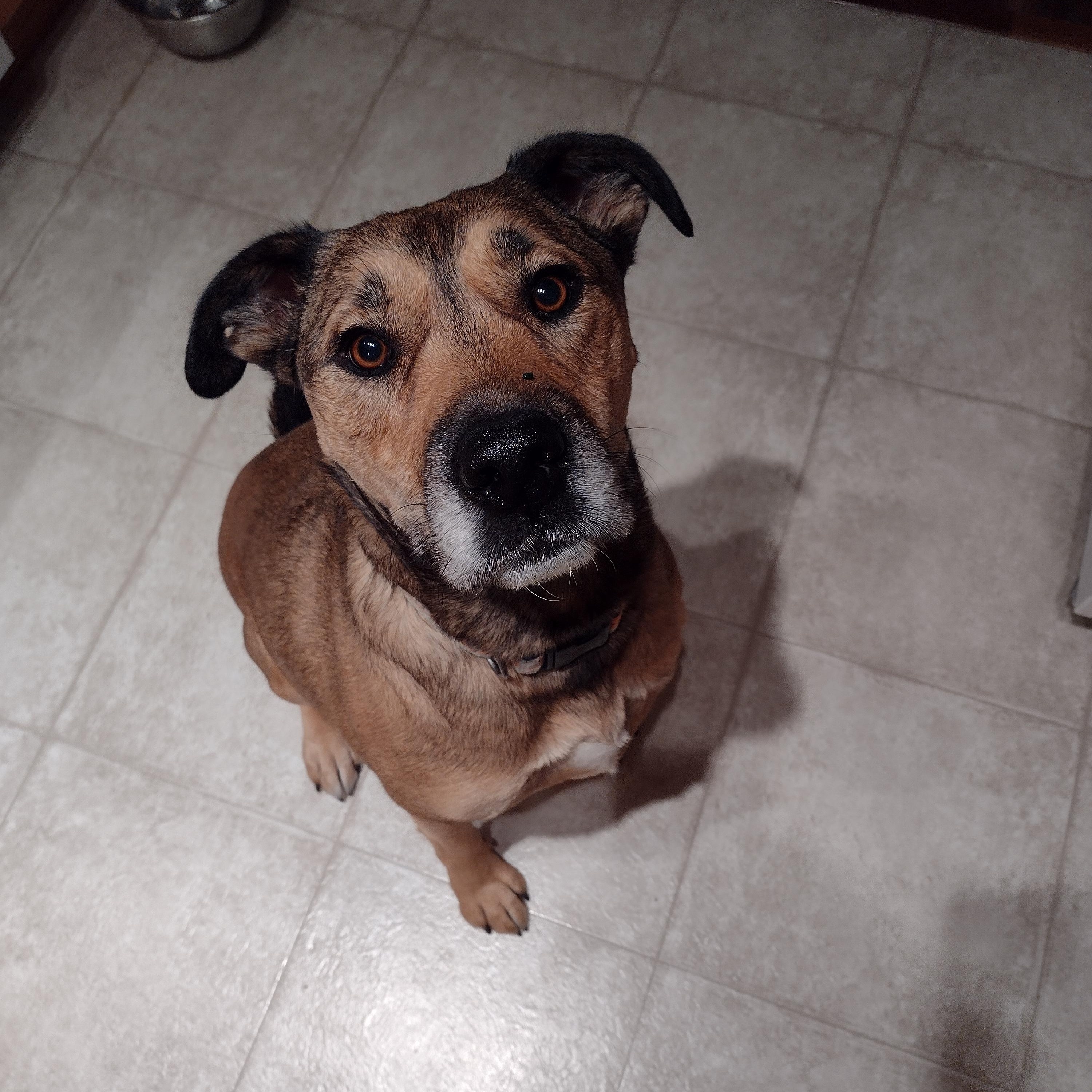 Vee, a Adoptable mixed breed in Edmonton, AB image 6/6