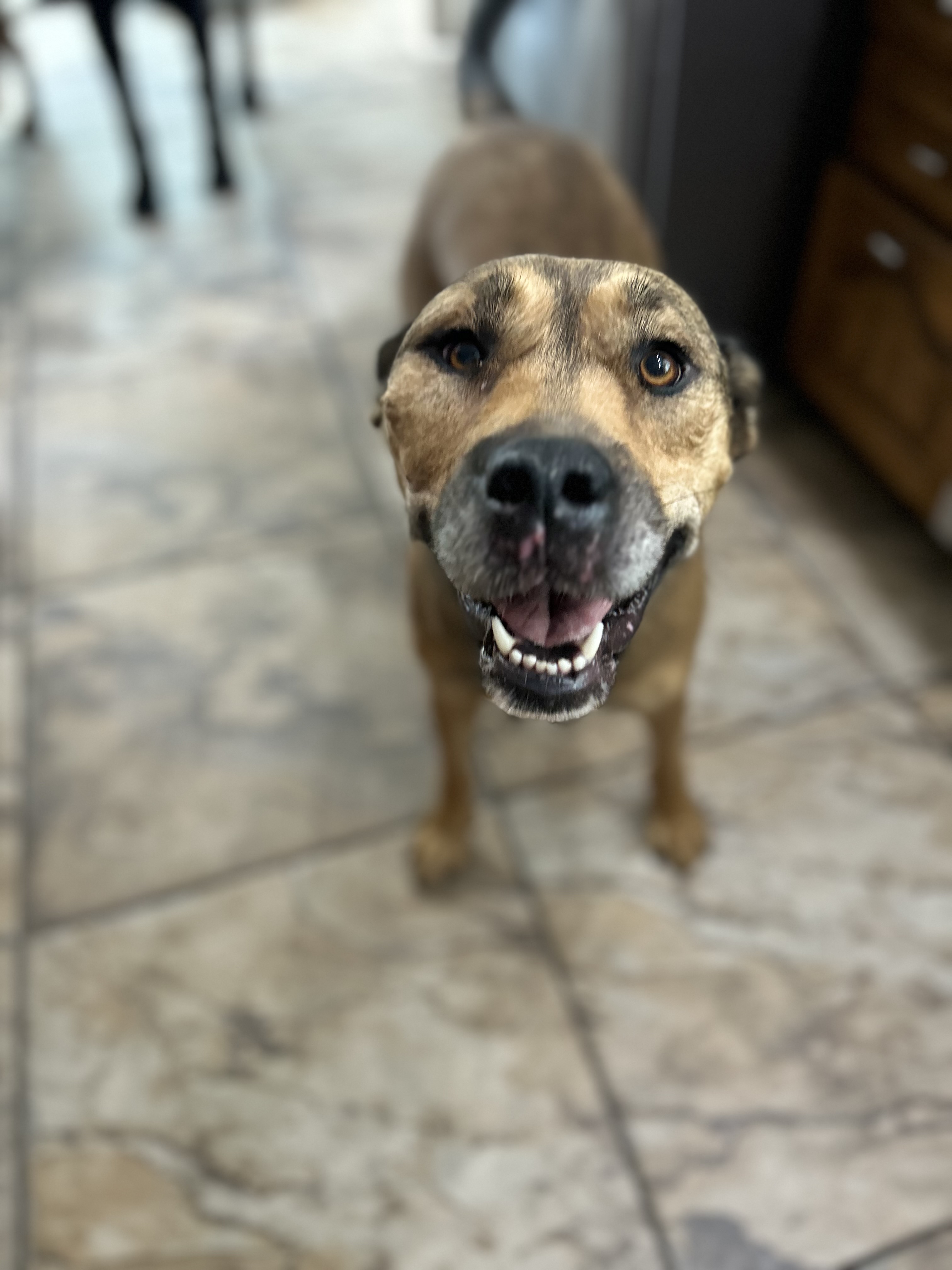 Vee, an adoptable Mixed Breed in Edmonton, AB, T5Y 3N6 | Photo Image 5