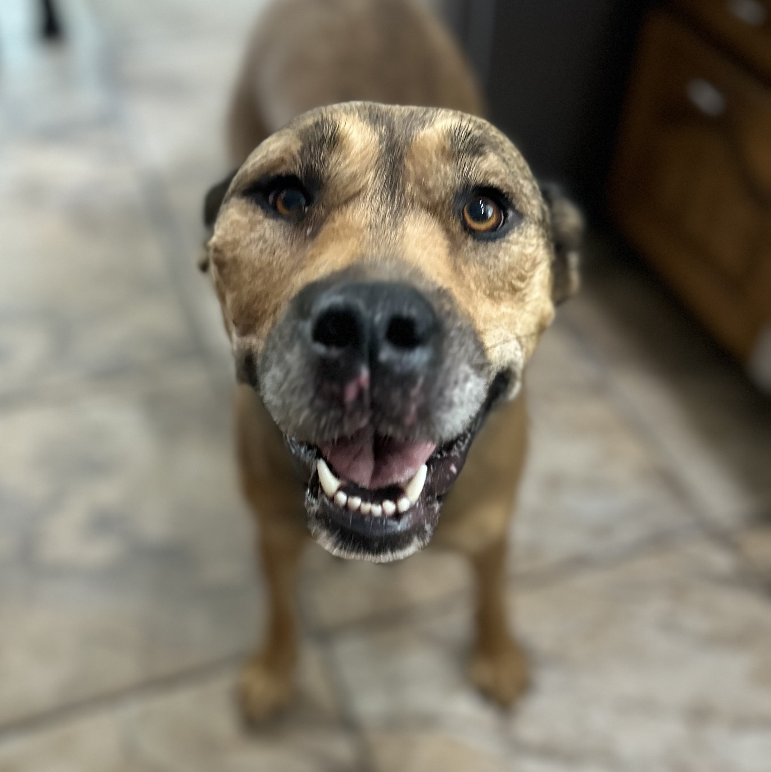 Vee, a Adoptable mixed breed in Edmonton, AB image 4/6