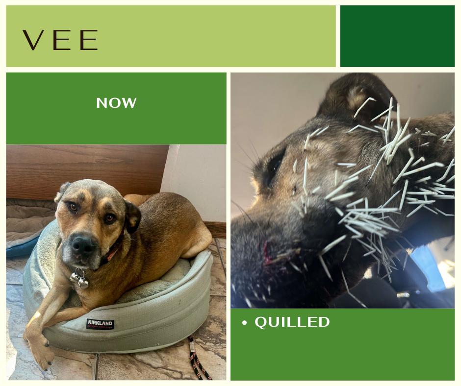 Vee