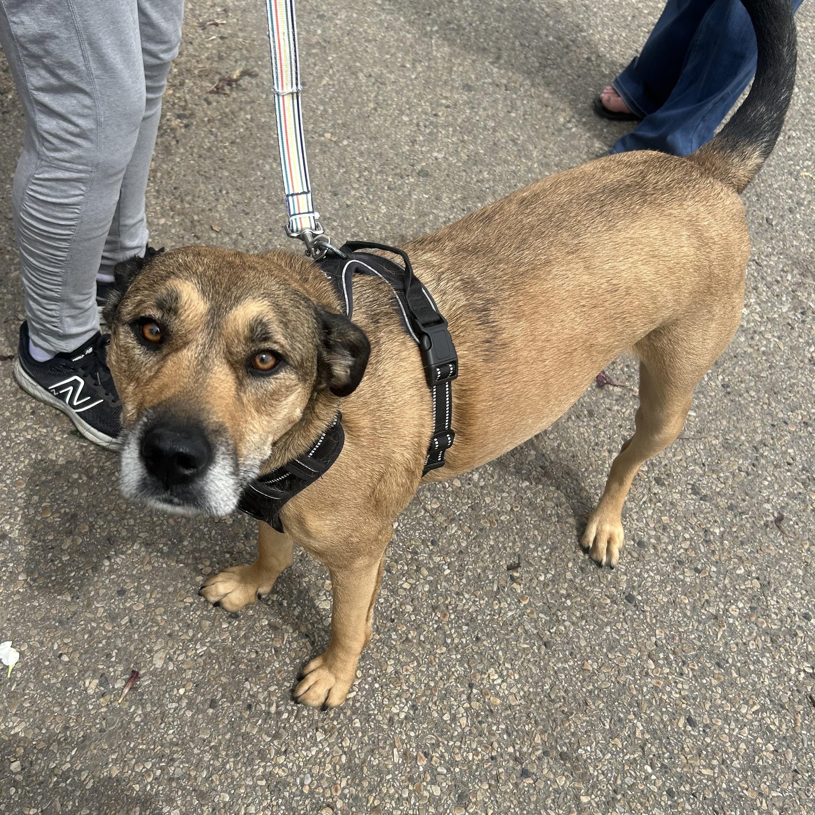 Vee, a Adoptable mixed breed in Edmonton, AB image 2/6