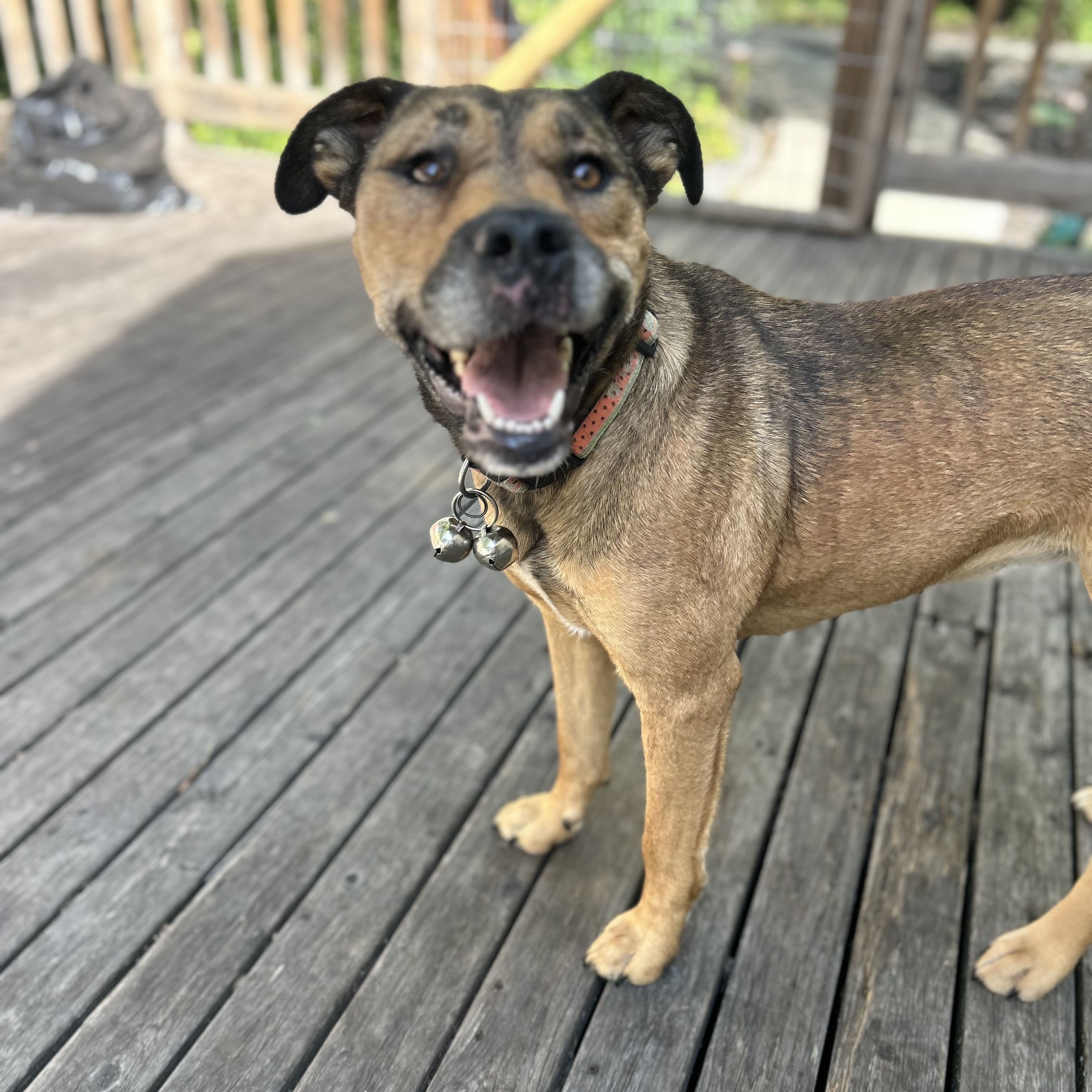 Vee, Adoptable, Adult Female Mixed Breed.