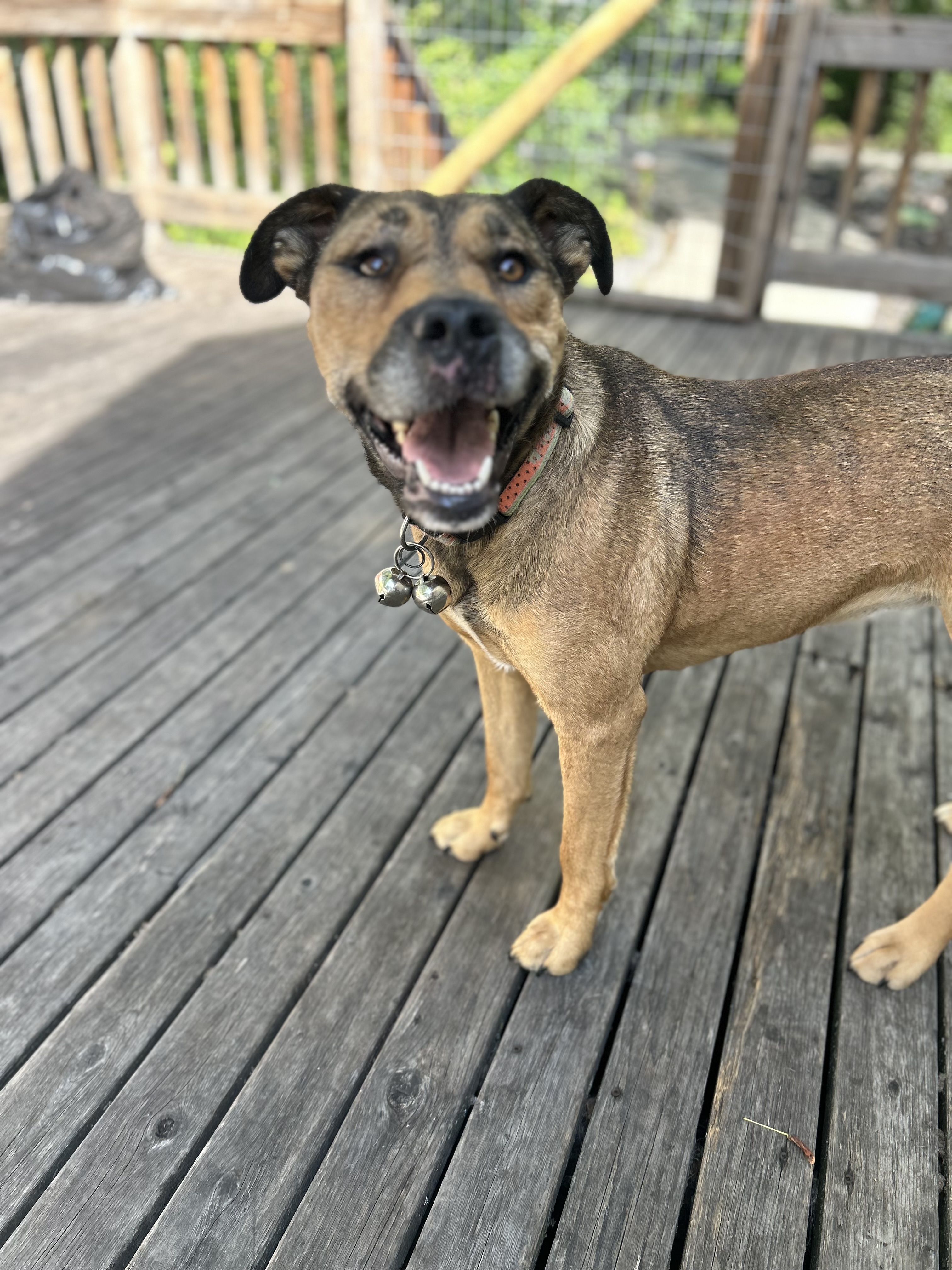 Vee, an adoptable Mixed Breed in Edmonton, AB, T5Y 3N6 | Photo Image 6