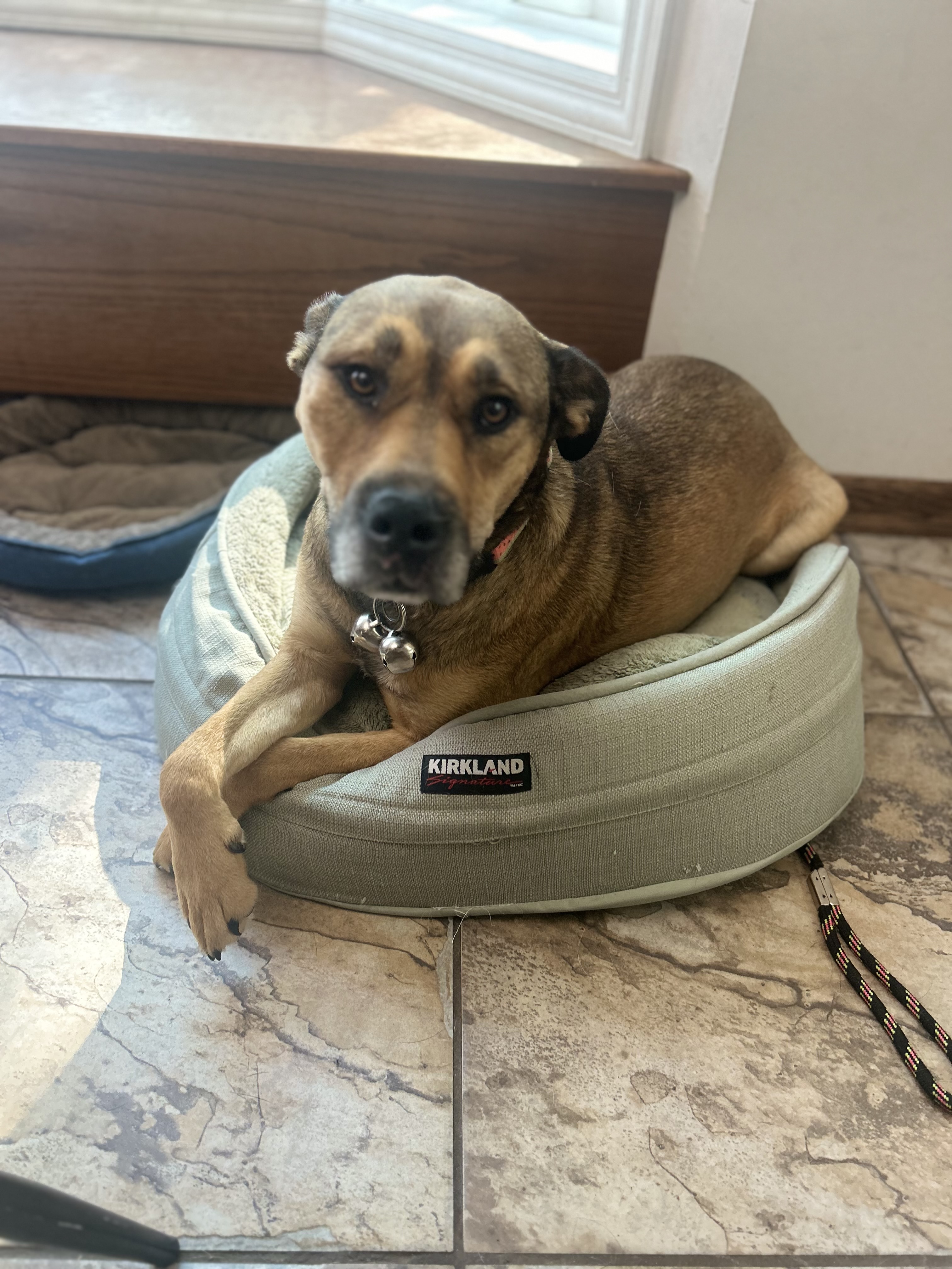 Vee, an adoptable Mixed Breed in Edmonton, AB, T5Y 3N6 | Photo Image 4