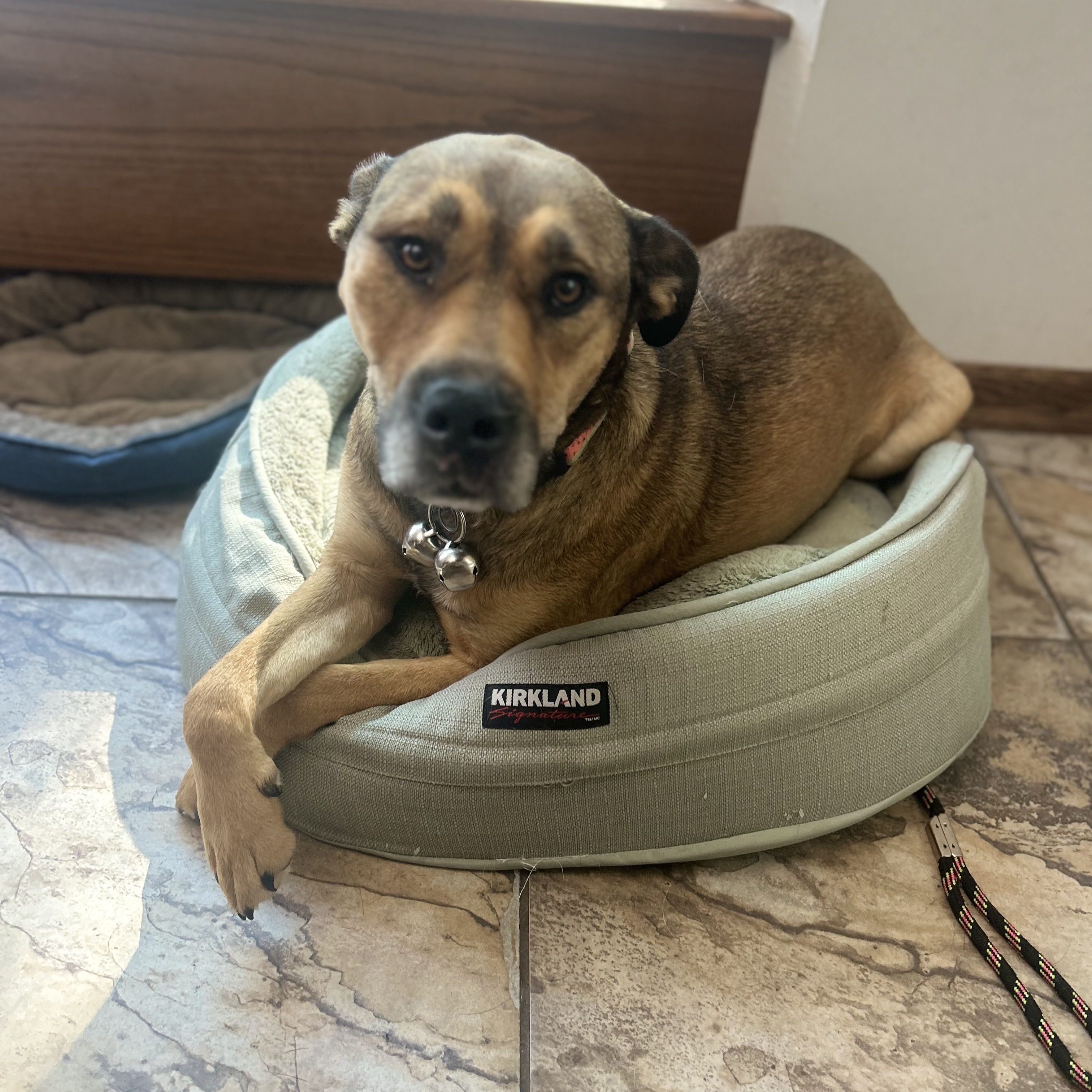 Vee, a Adoptable mixed breed in Edmonton, AB image 3/6