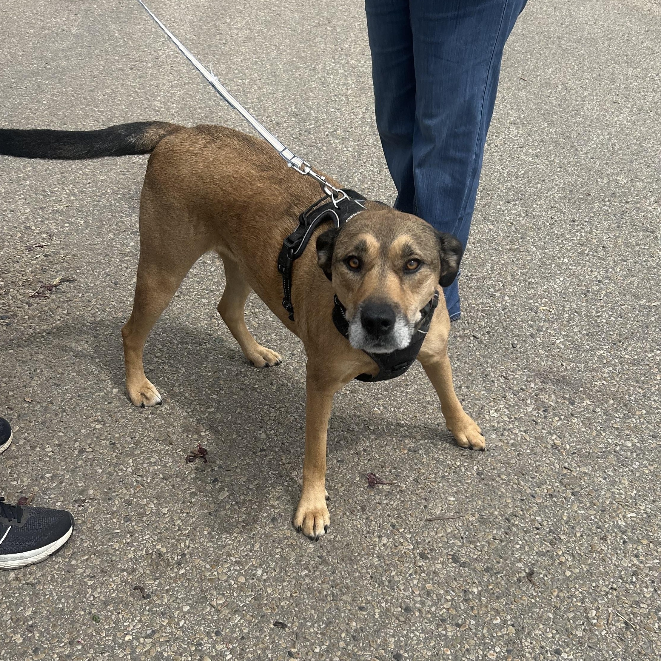 Vee, a Adoptable mixed breed in Edmonton, AB image 5/6