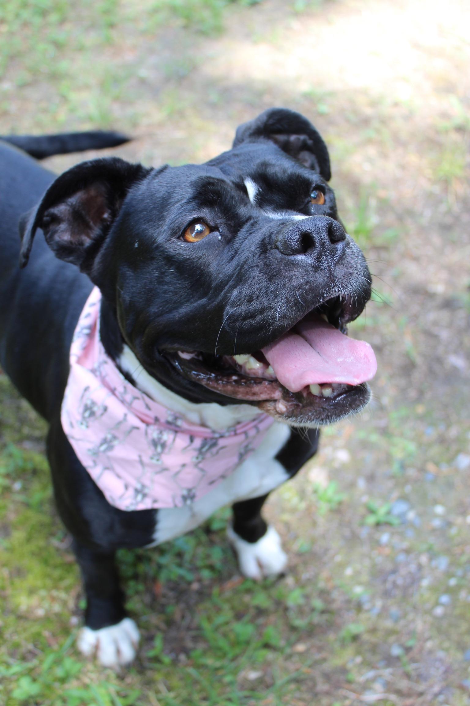Enlarge Wednesday, a Adoptable mixed breed in Richmond, VA image 2/5