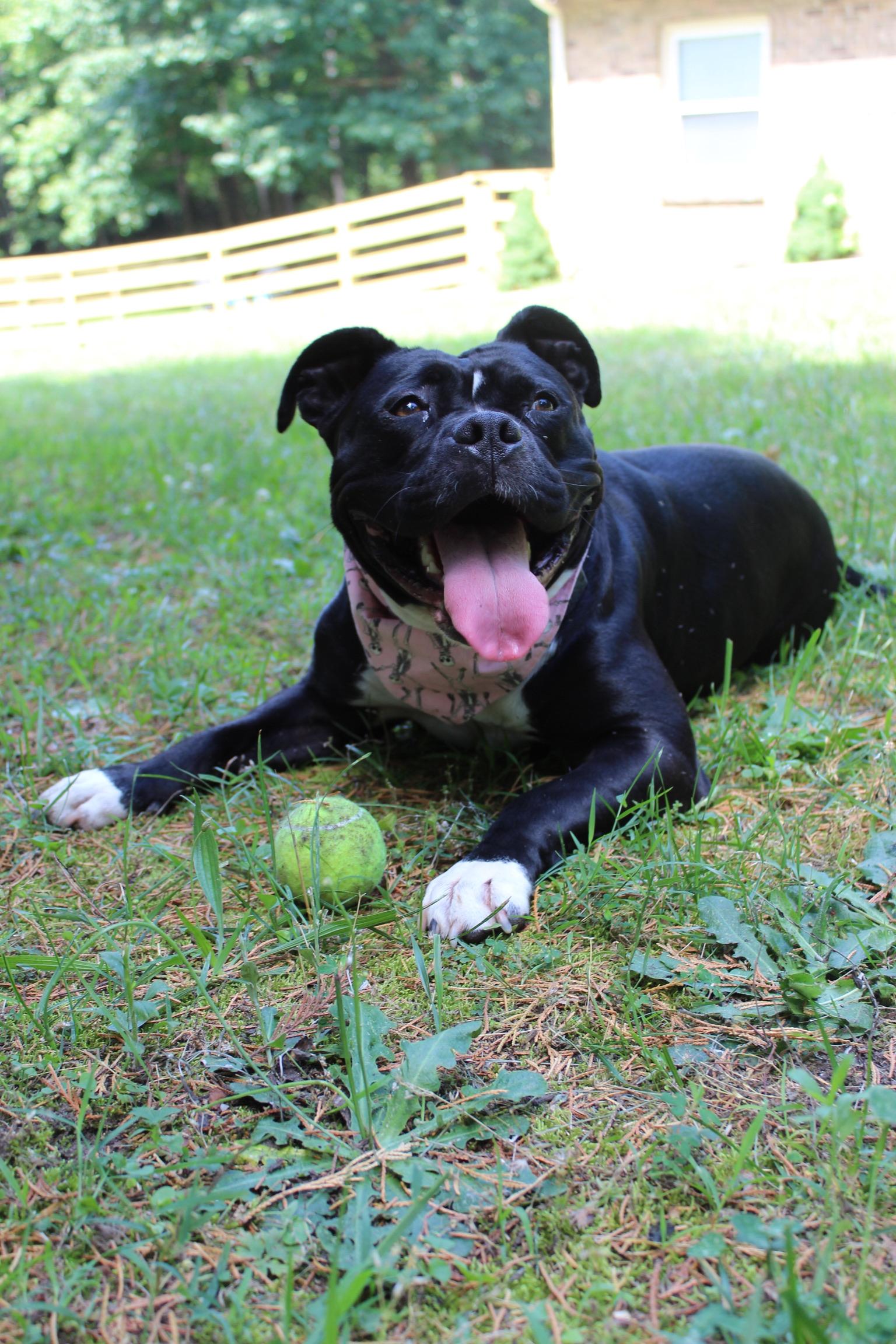 Enlarge Wednesday, a Adoptable mixed breed in Richmond, VA image 3/5