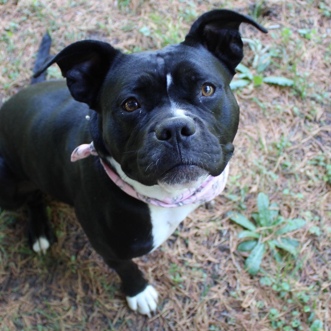 Wednesday, Adoptable, Young Female Pit Bull Terrier.