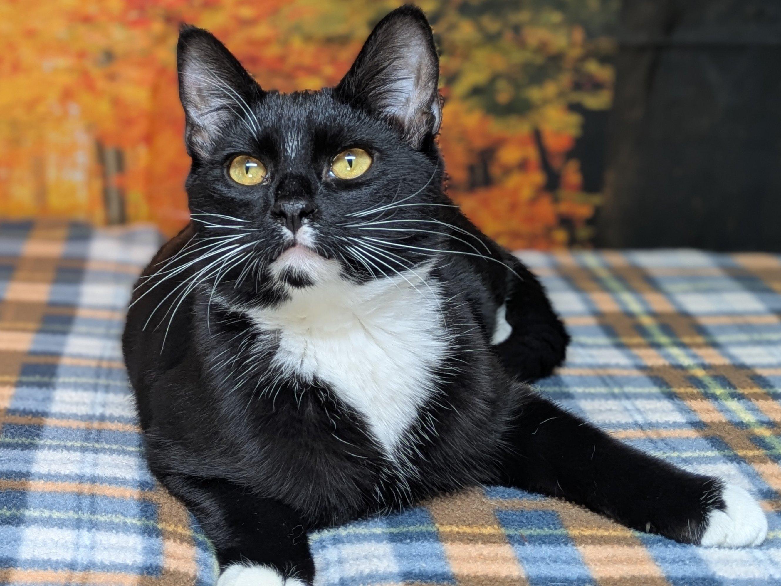 Enlarge Kettle Chip SHY CAT SPECIAL $20, a Adoptable mixed breed in Monroe, WA image 2/6