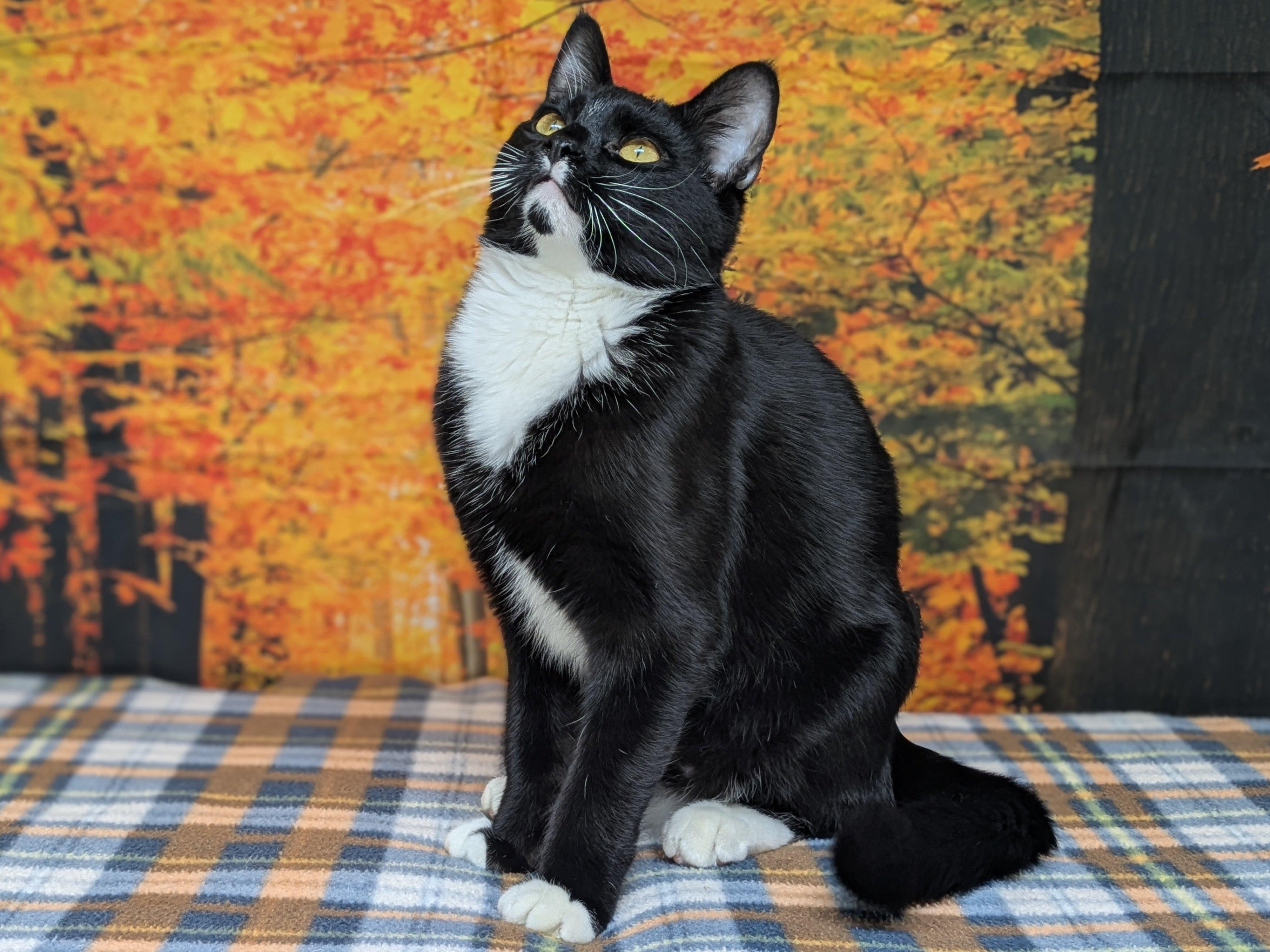 Enlarge Kettle Chip SHY CAT SPECIAL $20, a Adoptable mixed breed in Monroe, WA image 4/6