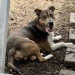 Coney, Adoptable, Young Male Mixed Breed.