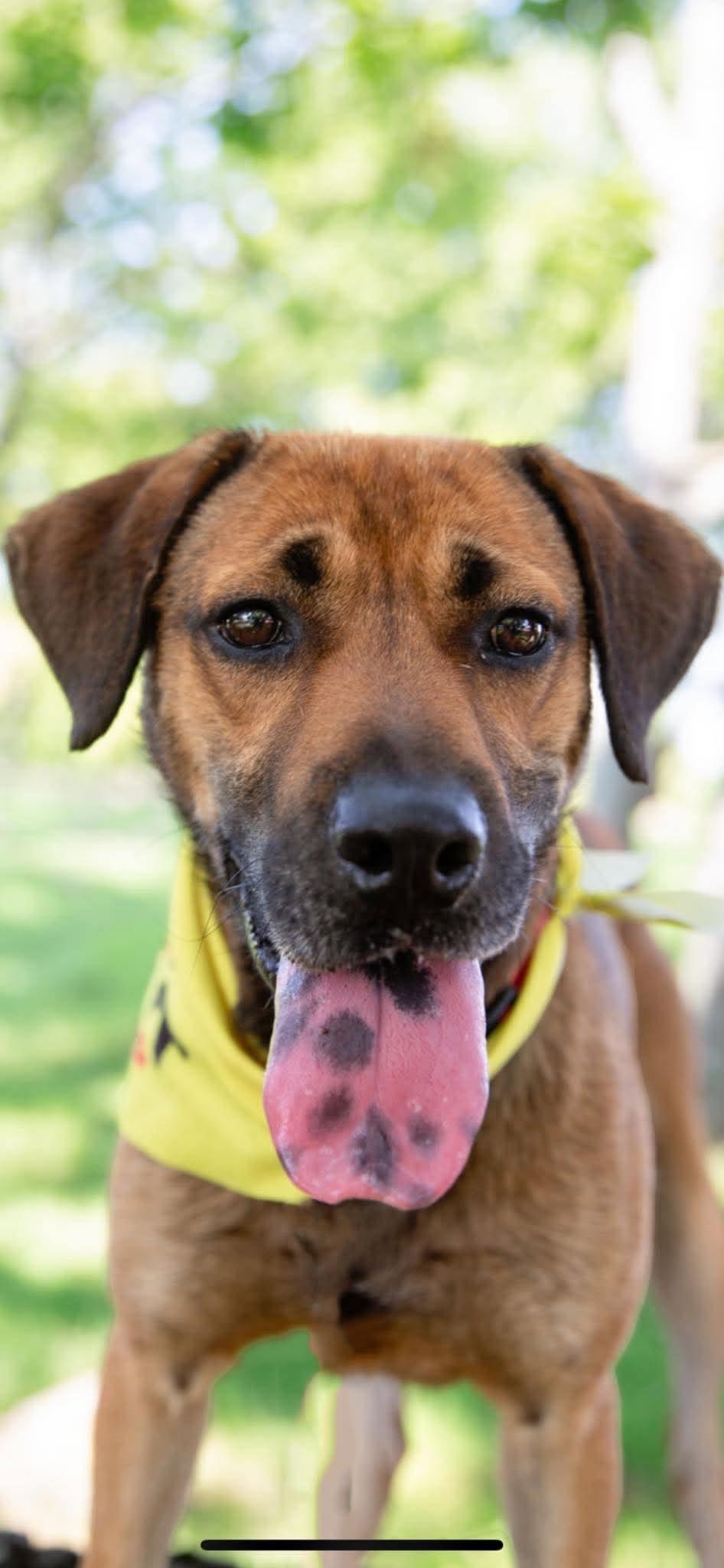 Ol Red, ADOPTABLE, Adult Male Hound.