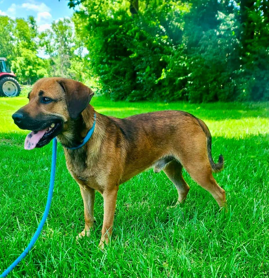 Ol Red, a ADOPTABLE mixed breed in Harrodsburg, KY image 3/3