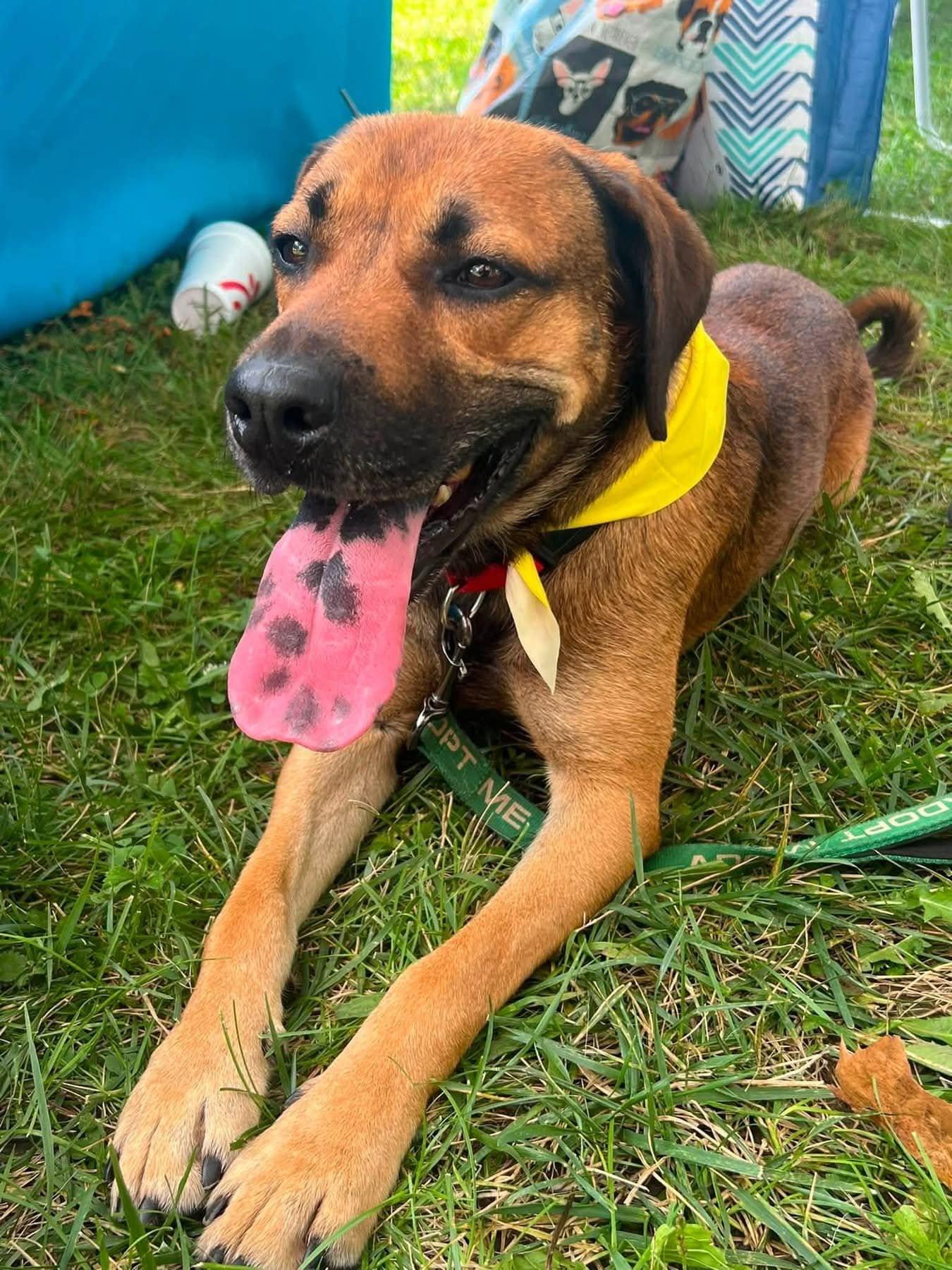 Enlarge Ol Red, a ADOPTABLE mixed breed in Harrodsburg, KY image 2/5