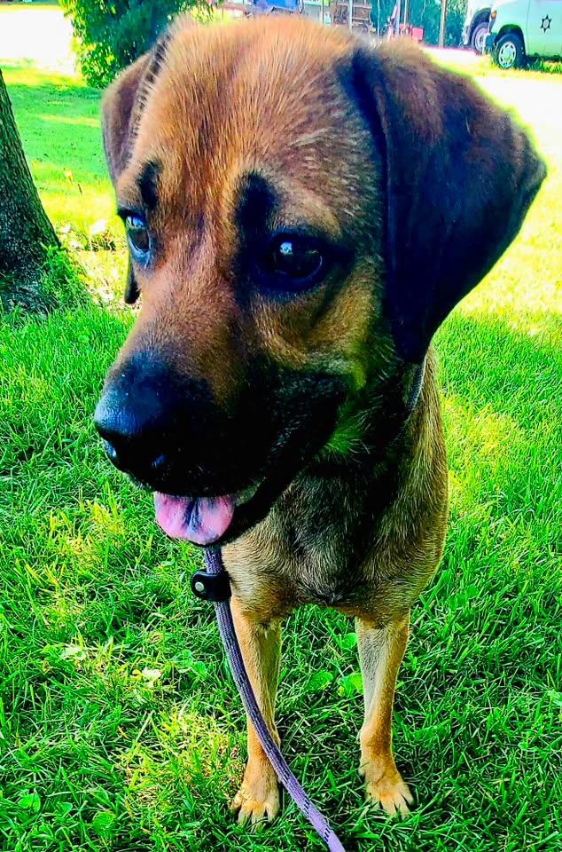 Ol Red, a ADOPTABLE mixed breed in Harrodsburg, KY image 2/3