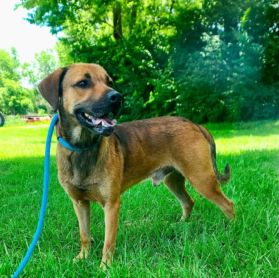 Ol Red, ADOPTABLE, Adult Male Hound.