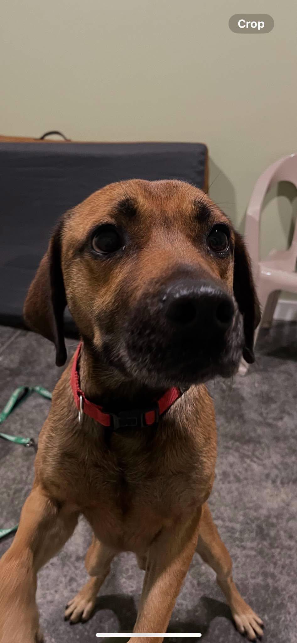 Enlarge Ol Red, a Adoptable mixed breed in Harrodsburg, KY image 5/6
