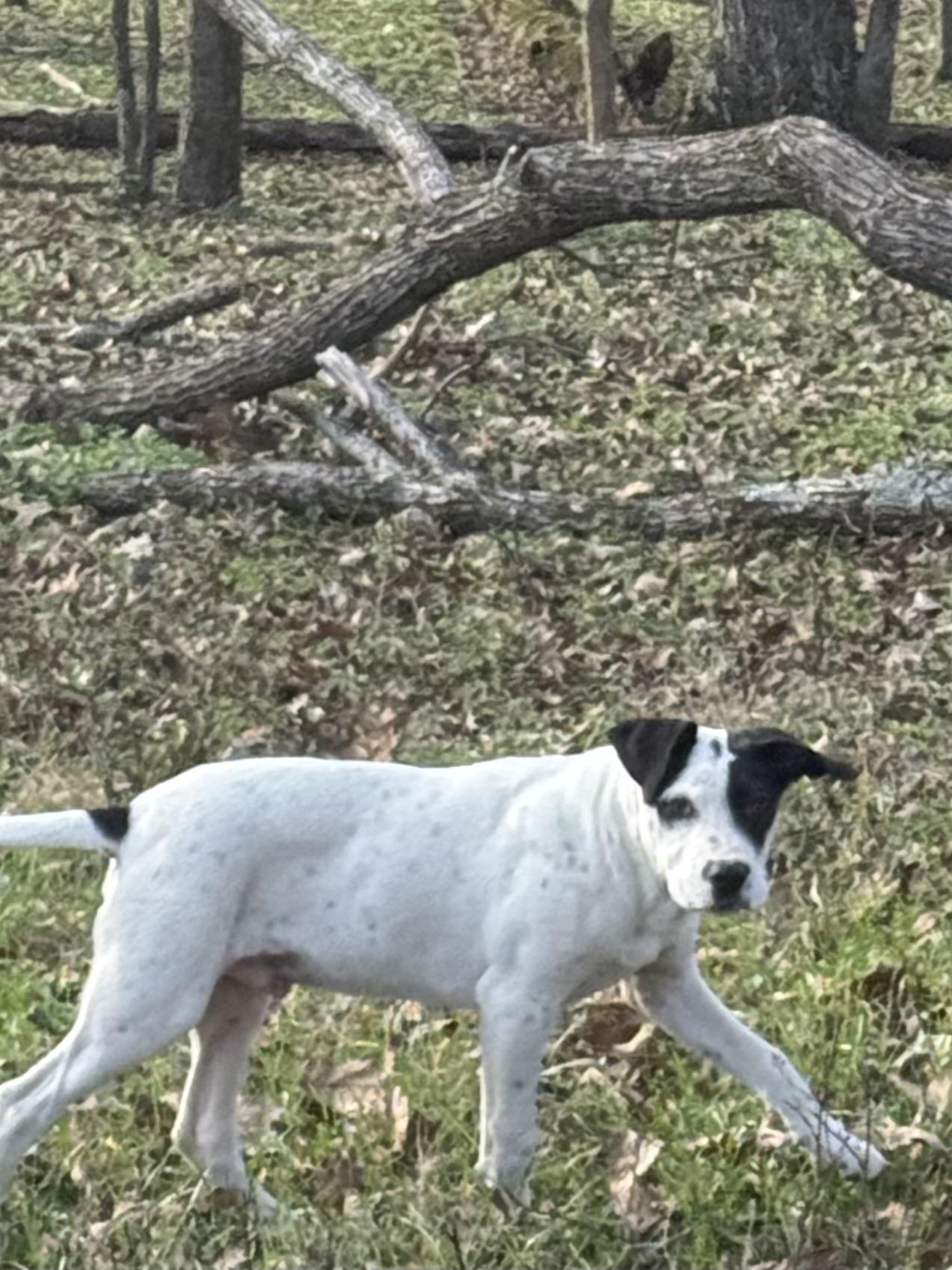 Kipper, Young Male unknown