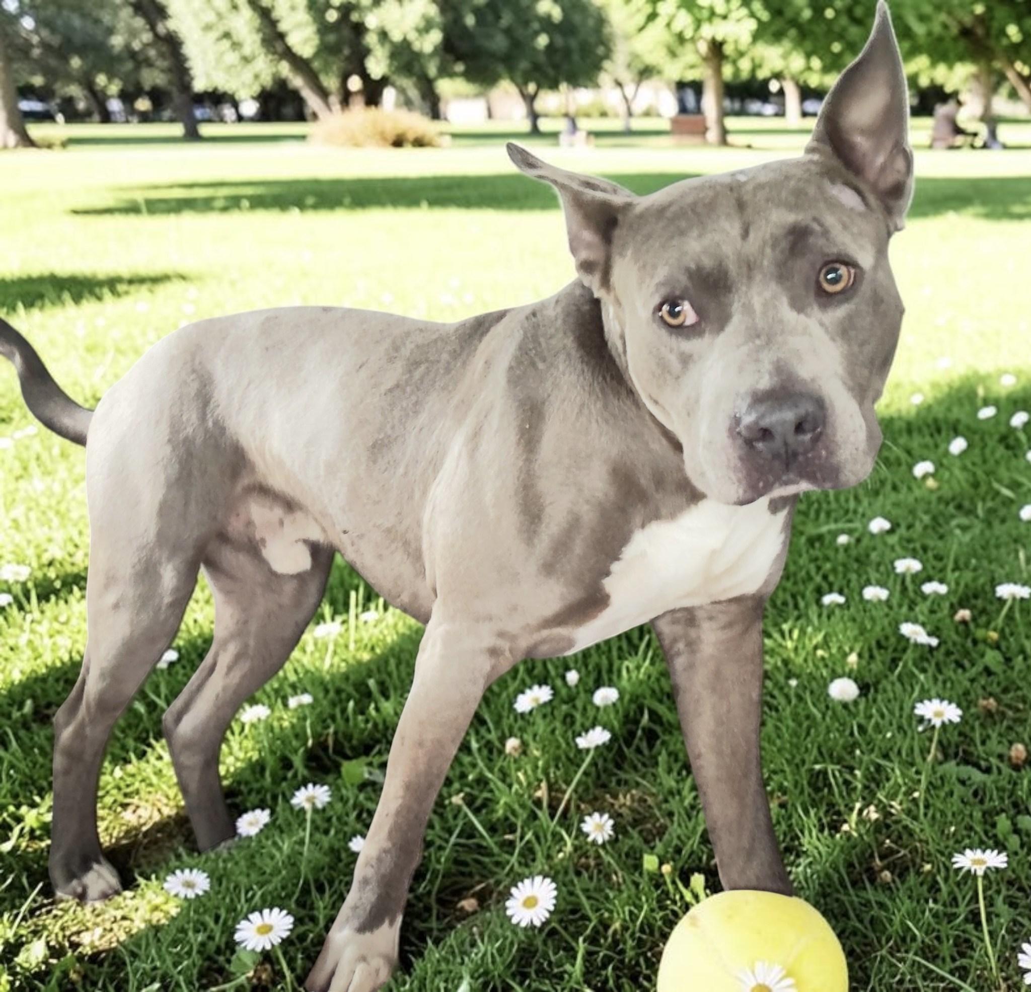 Enlarge Kirby, a ADOPTABLE mixed breed in Friendswood, TX image 1/1