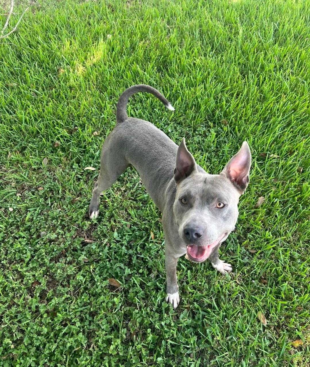 Kirby, ADOPTABLE, Young Male Pit Bull Terrier.