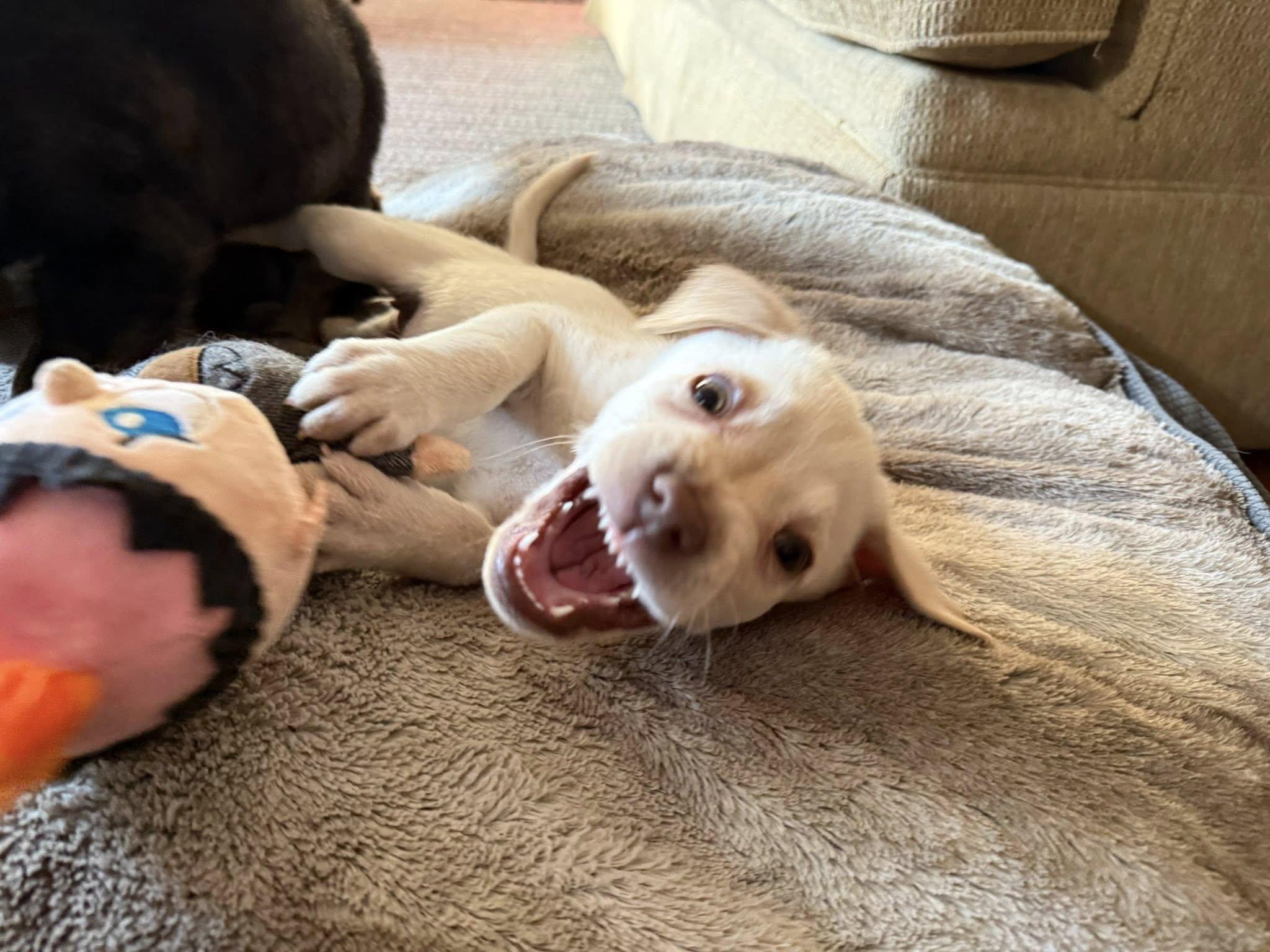 Enlarge Saiontz & Kirk, an adoptable mixed breed in Millersville, MD image 4/6