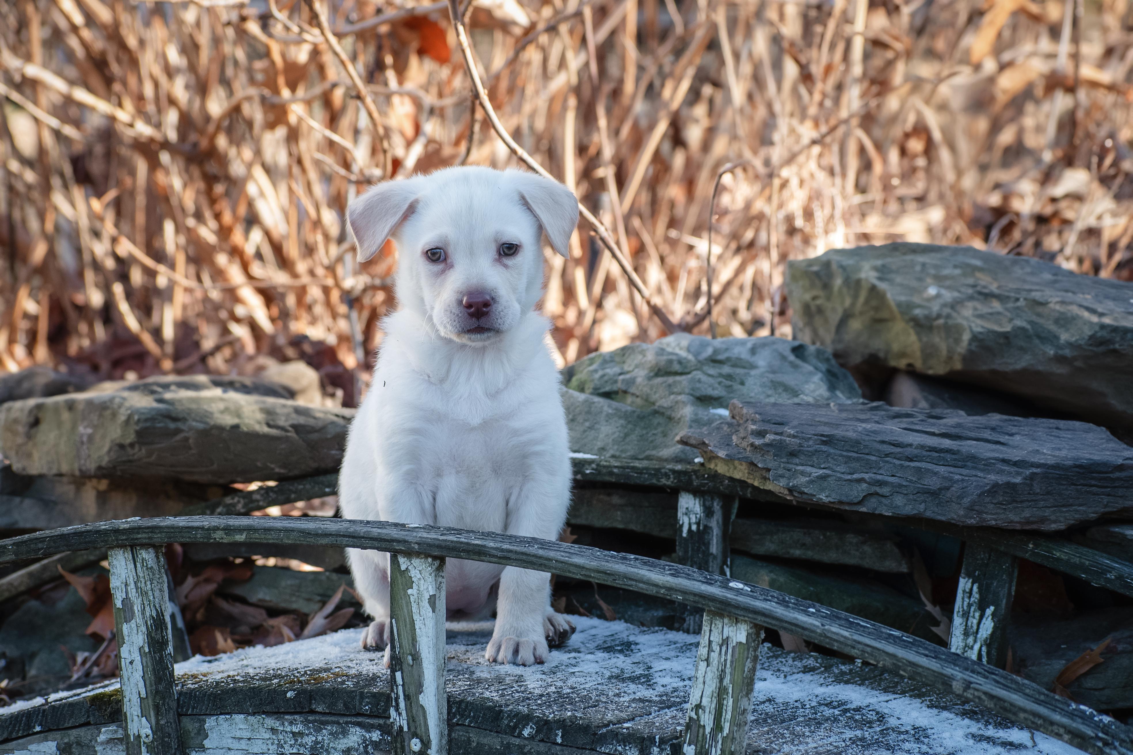 Enlarge Saiontz & Kirk, an adoptable mixed breed in Millersville, MD image 2/6