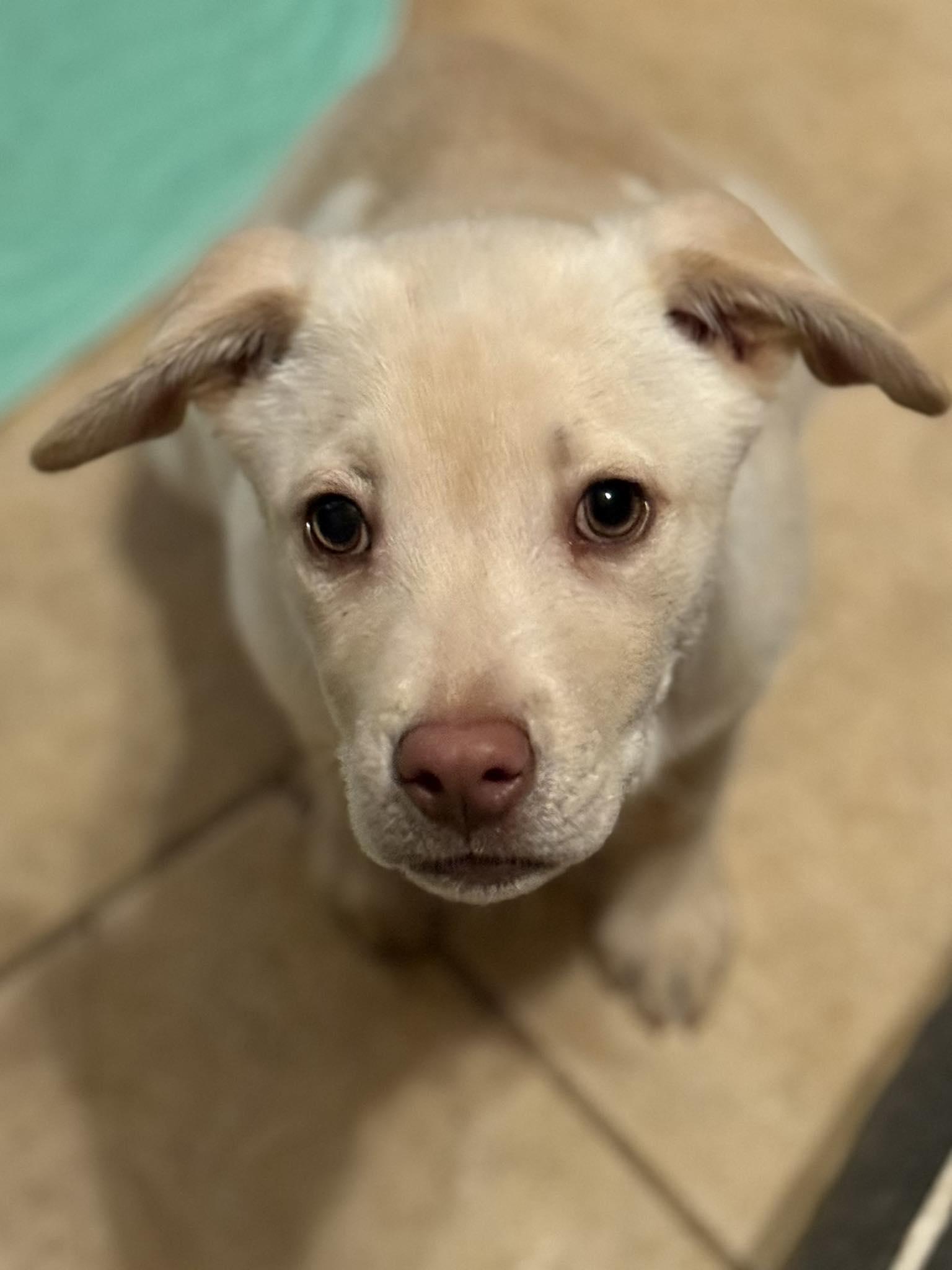 Saiontz & Kirk, adoptable, Puppy Female Australian Shepherd & Siberian Husky.