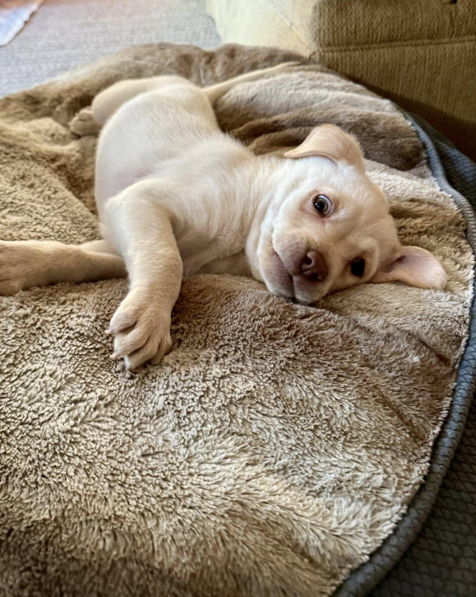 Enlarge Saiontz & Kirk, an adoptable mixed breed in Millersville, MD image 5/6