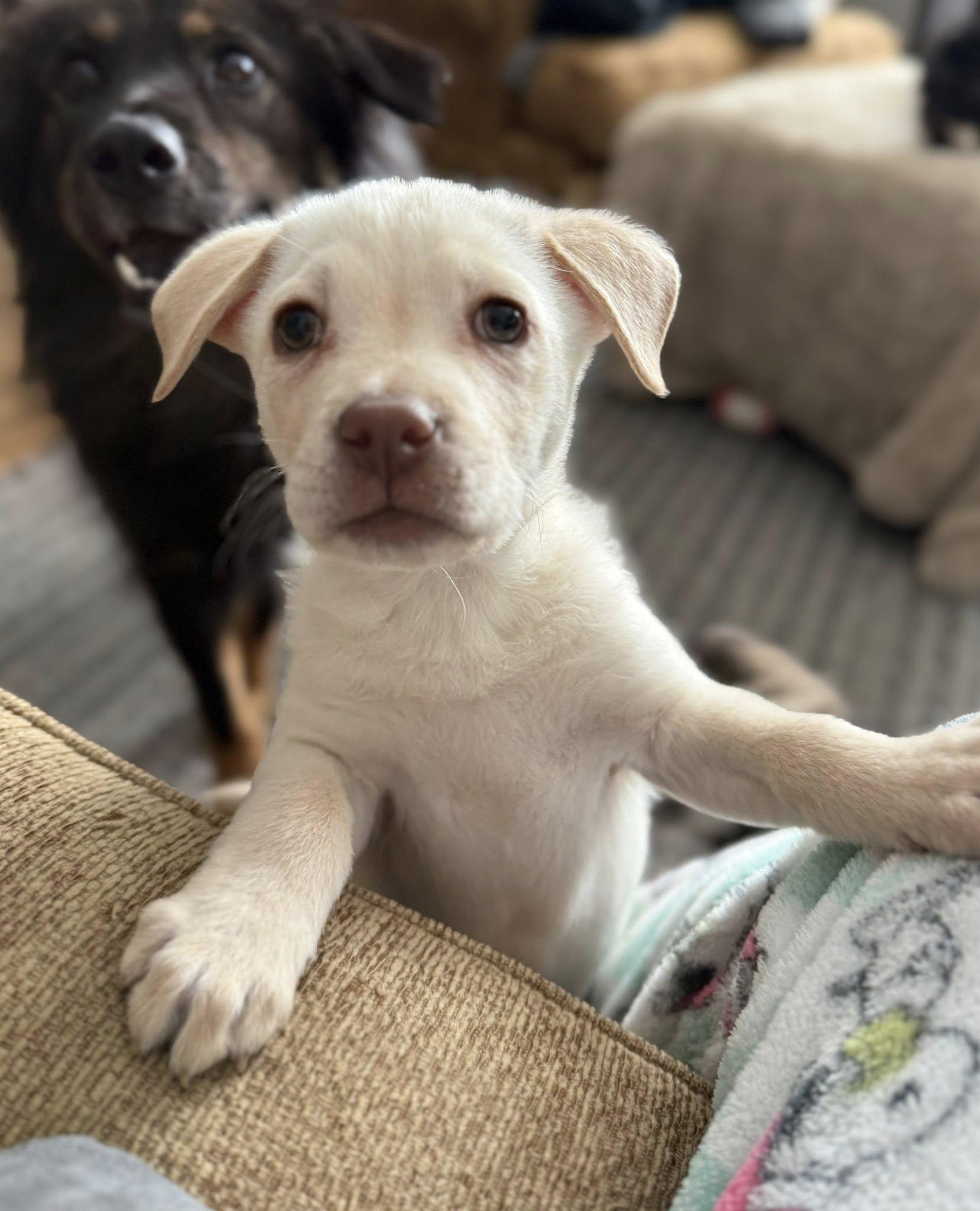 Enlarge Saiontz & Kirk, an adoptable mixed breed in Millersville, MD image 6/6