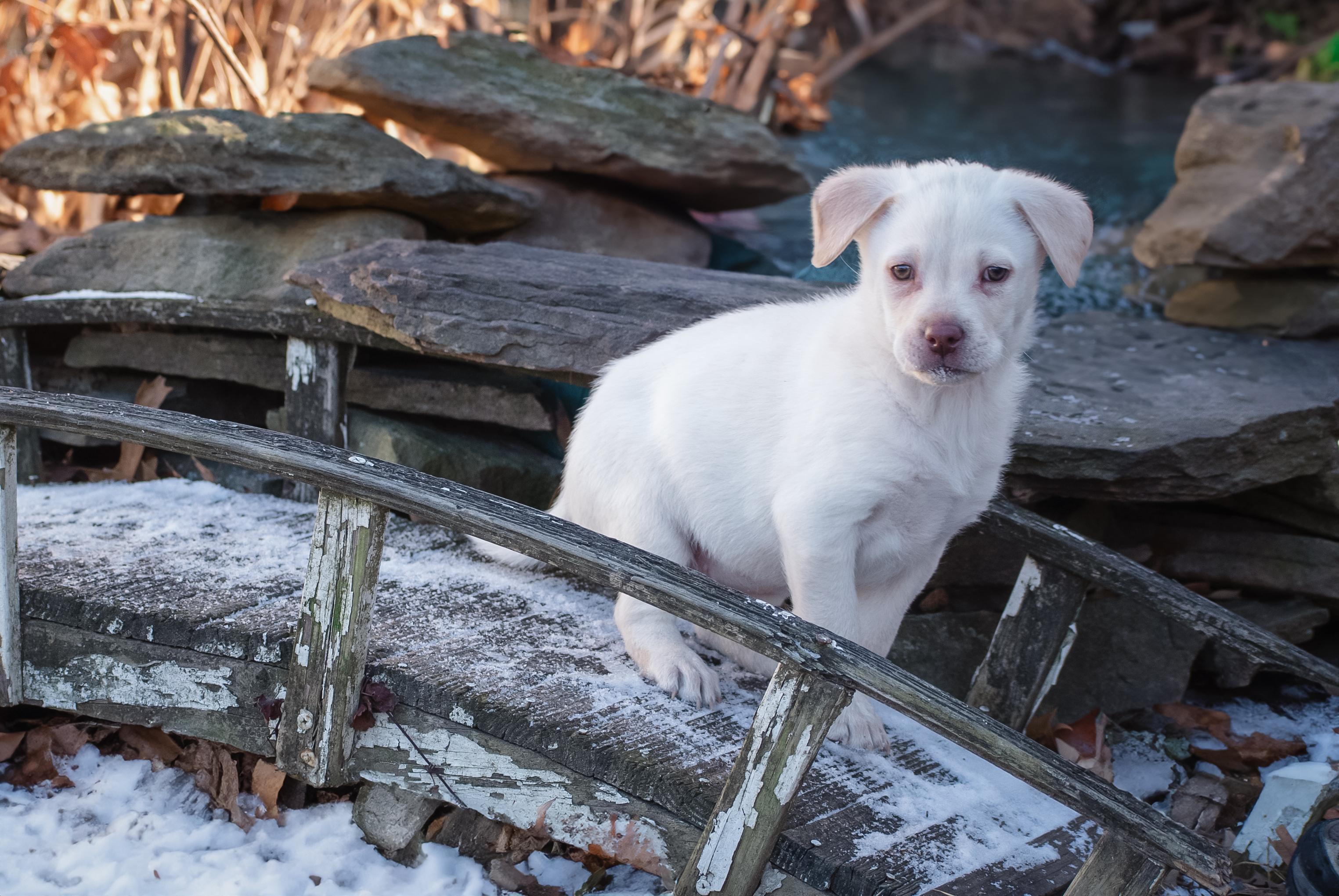 Enlarge Saiontz & Kirk, an adoptable mixed breed in Millersville, MD image 3/6