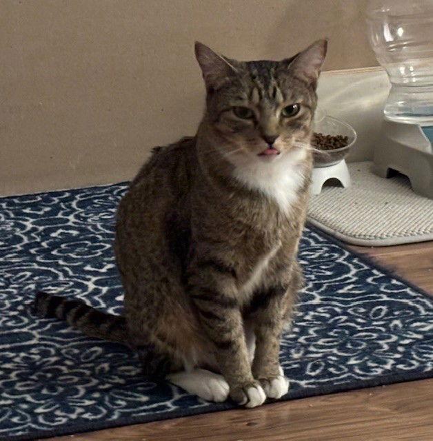 Angel, Adopted, Young Female Domestic Short Hair.