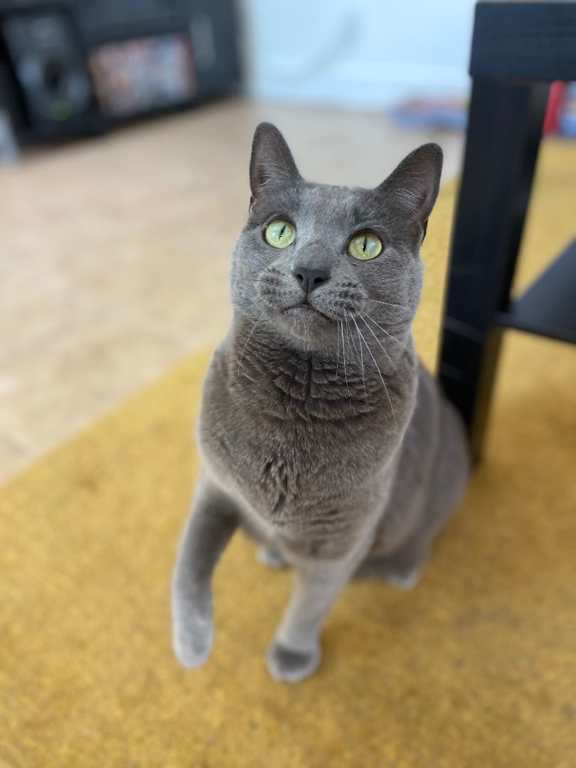 Anastasia Nabokov, Adoptable, Adult Female Domestic Short Hair.