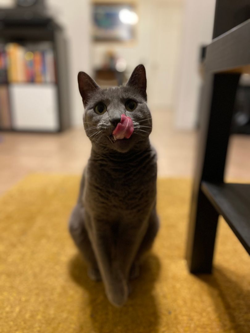 Enlarge Anastasia Nabokov, a Adoptable Domestic Short Hair in Los Angeles, CA image 2/12